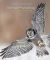 Animal Physiology: From Genes To Organisms