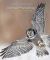 Animal Physiology: From Genes To Organisms